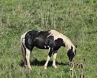 penni-paint-horse