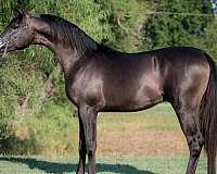 ponied-on-arabian-horse