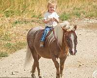 trail-pony