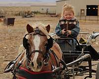 red-roan-pony-gelding