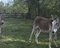 good-breeding-donkey