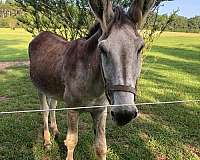 coggins-test-donkey