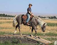 trail-riding-pony