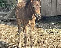 miniature-filly