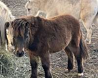 strong-miniature-horse