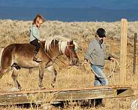 trail-pony