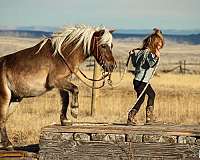 western-riding-pony