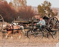 palomino-pony-gelding