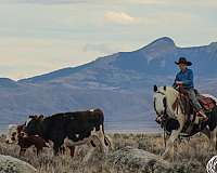 husband-safe-gypsy-vanner-horse