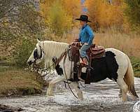 draft-gypsy-vanner-horse