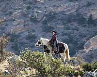 driving-gypsy-vanner-horse