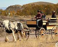 ranch-gypsy-vanner-horse