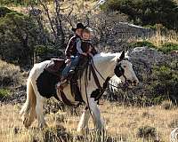 ranch-work-gypsy-vanner-horse