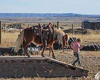 beginner-kid-safe-mare