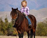 beginner-kid-safe-mare