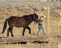 beginner-kid-safe-pony