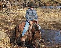 black-pony-quarter-horse-gelding