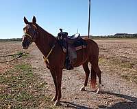 small-star-white-rear-heals-horse