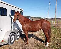 sorrel-small-star-white-rear-heals-horse