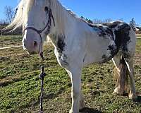 lots-of-potential-gypsy-vanner-horse