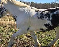 loud-gypsy-vanner-horse