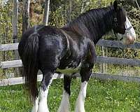 driving-clydesdale-horse