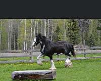 harness-clydesdale-horse