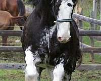 husband-safe-clydesdale-horse