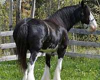 lesson-clydesdale-horse