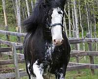 longe-line-clydesdale-horse