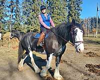 black-spot-above-left-eye-horse