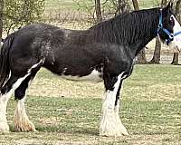 black-black-face-white-extending-over-muzzle-to-right-side-underjaw-horse