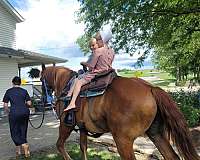 loading-draft-horse