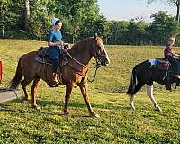 moonlight-draft-horse