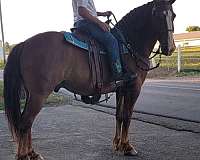 ride-drive-draft-horse