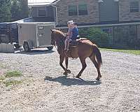 punch-gelding