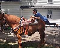 suffolk-punch-gelding