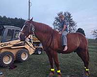 broke-to-ride-draft-horse