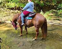 leg-pressure-draft-horse