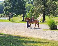 draft-horse