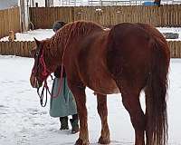 leg-draft-horse