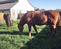 cash-draft-horse