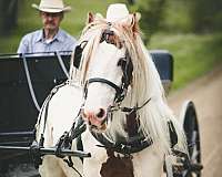 white-base-w-red-tobiano-splash-horse