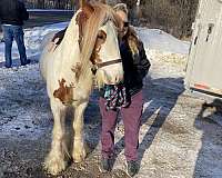 tobiano-white-base-w-red-splash-horse