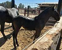 awesome-disposition-andalusian-horse