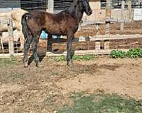 catalina-andalusian-horse