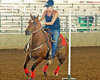 athletic-quarter-horse