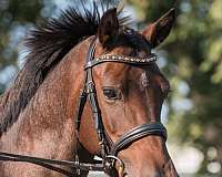 bay-roan-quarab-gelding