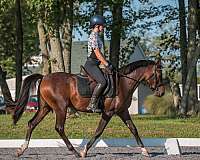 bay-roan-3-socks-horse