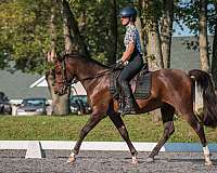 bay-roan-quarab-horse